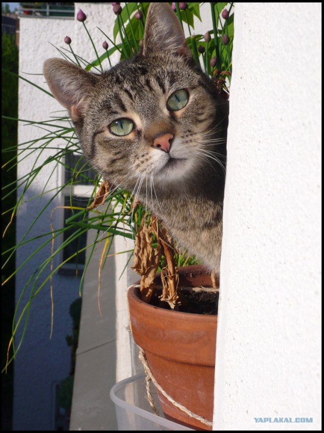 УРРААА ! Котовторник на ЯПлакалъ !