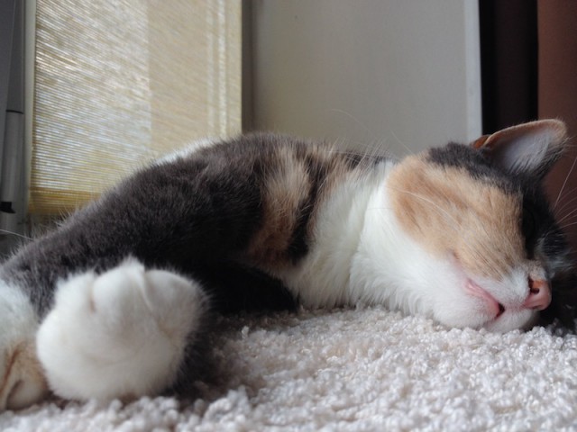 Котовторник  31.07.2018