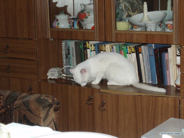 Котовторник стартует