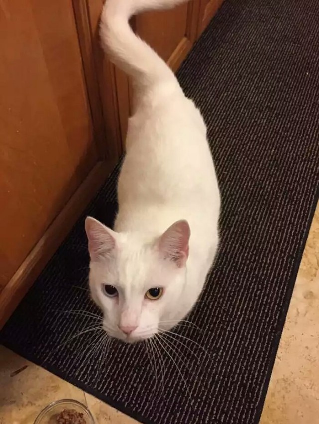 Прикольных котов пост