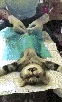 Прикольные картинки абавсём
