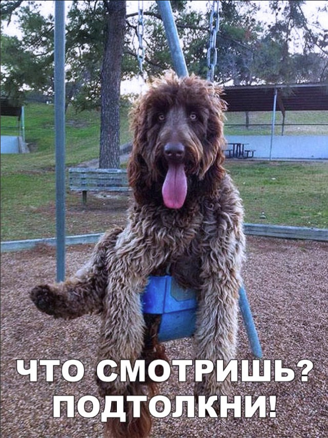 Милые животные. Мимиметр сломался