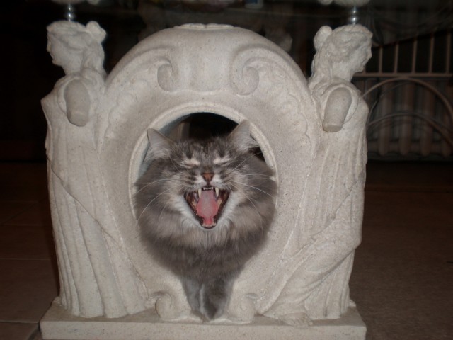 Зевни кота