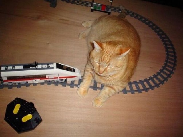 Котовторник!
