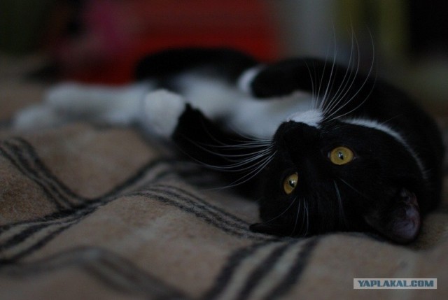 Котовторник (07.02.2012)