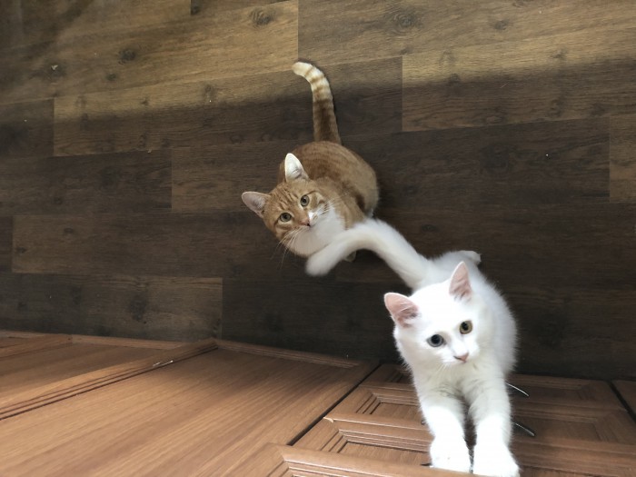 К котовторнику. Почему дома нужен котик