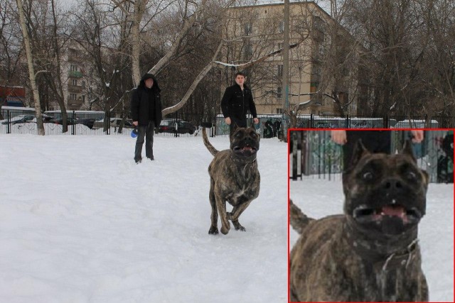 Собака-кривляка