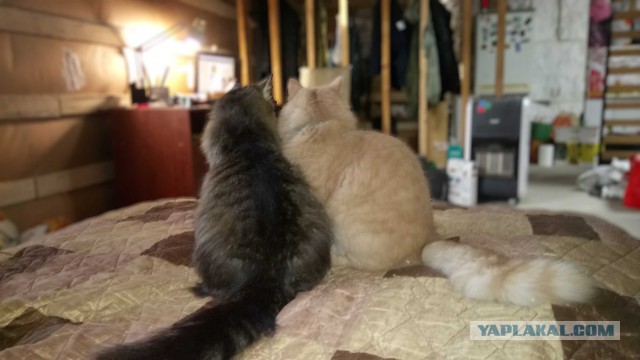 Зимние коты