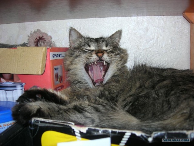 Котовторник  17.07.2012