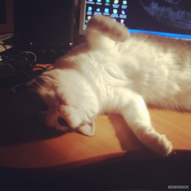 Котовторник 31.07.2012 г.