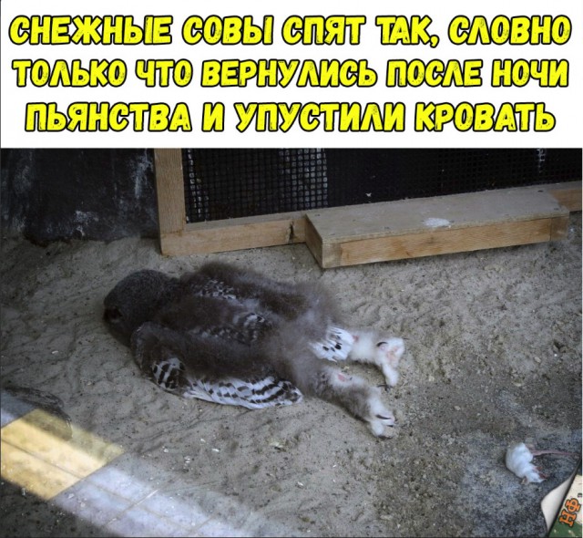 Нестандартный юмор