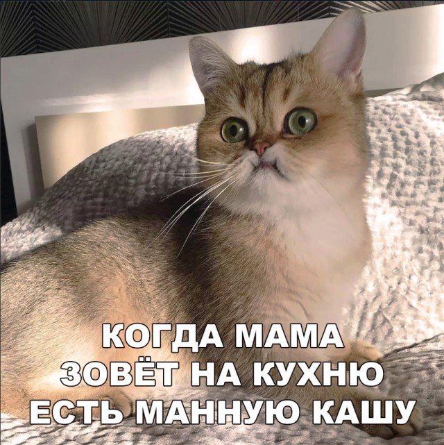 Забавные фото котеек