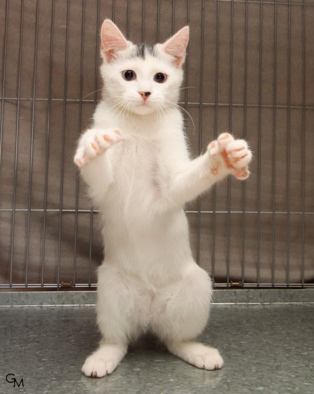 Забавные фото котеек