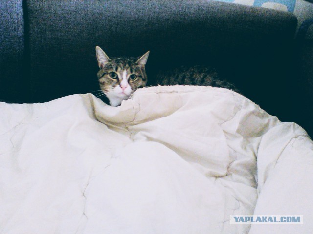 Калейдоскоп Картинок