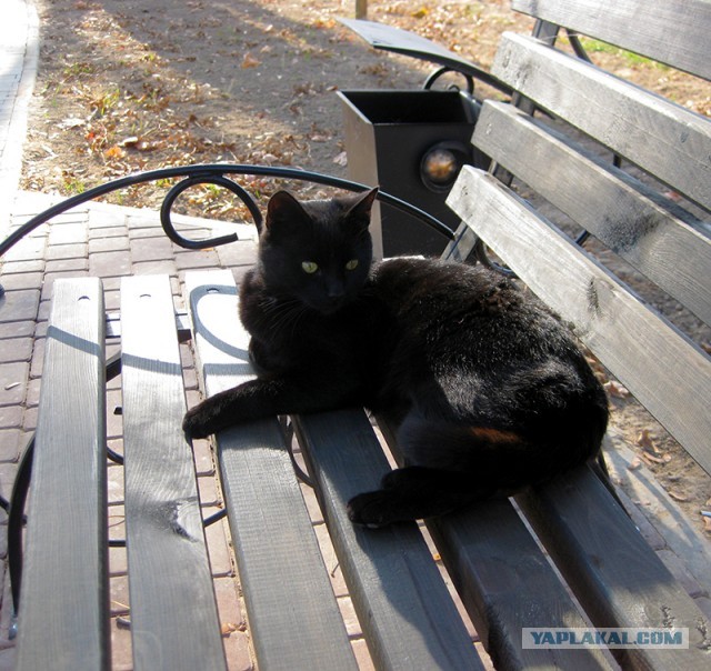 Котовторник 28.01.2020