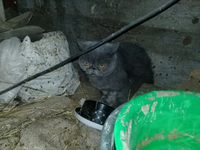 Забавные картинки с котами из сети