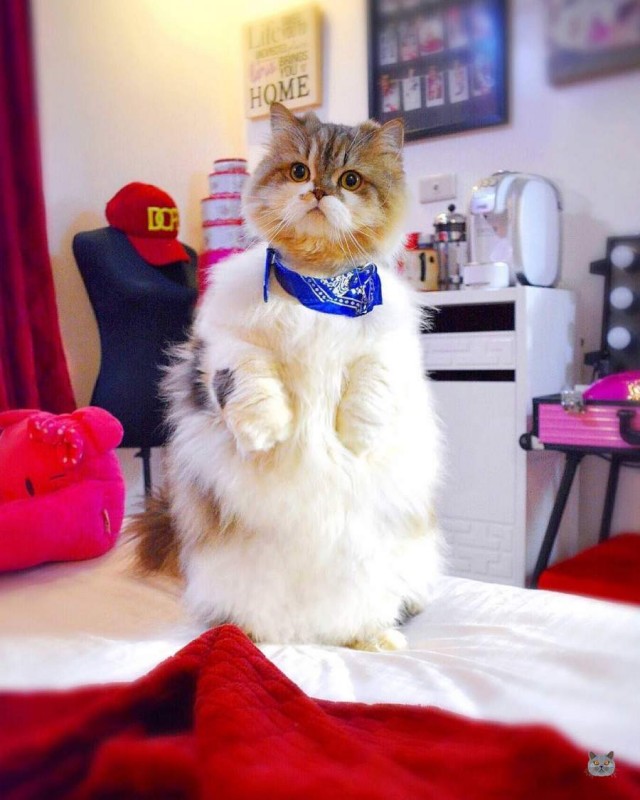 Чуток картинок не про вирус  13.0  Кошки и коты