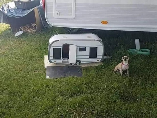 Эти забавные животные