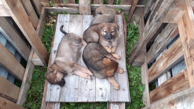 Эти забавные животные