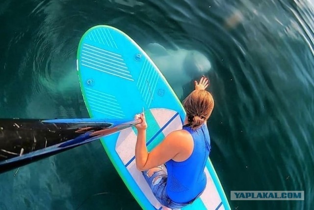 Акулка хочет камбалы!