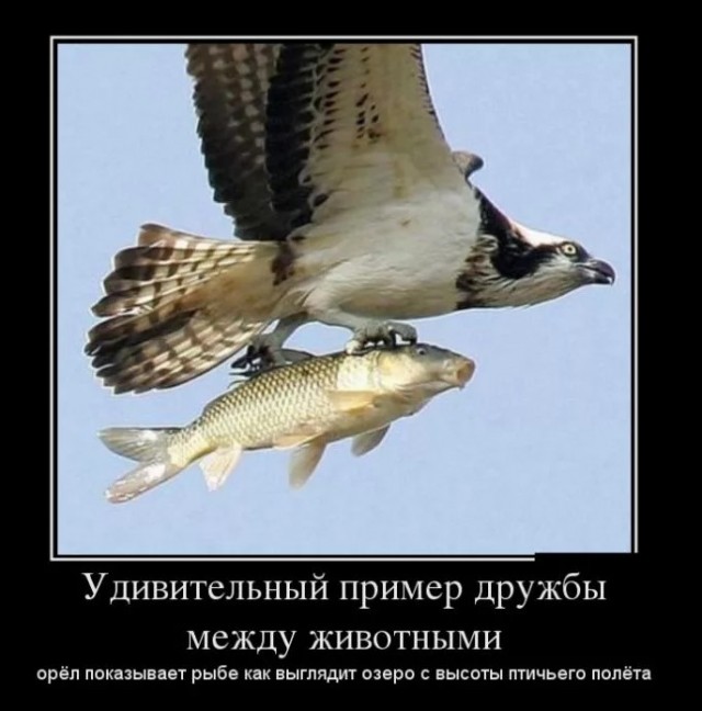Хвостатые друзья