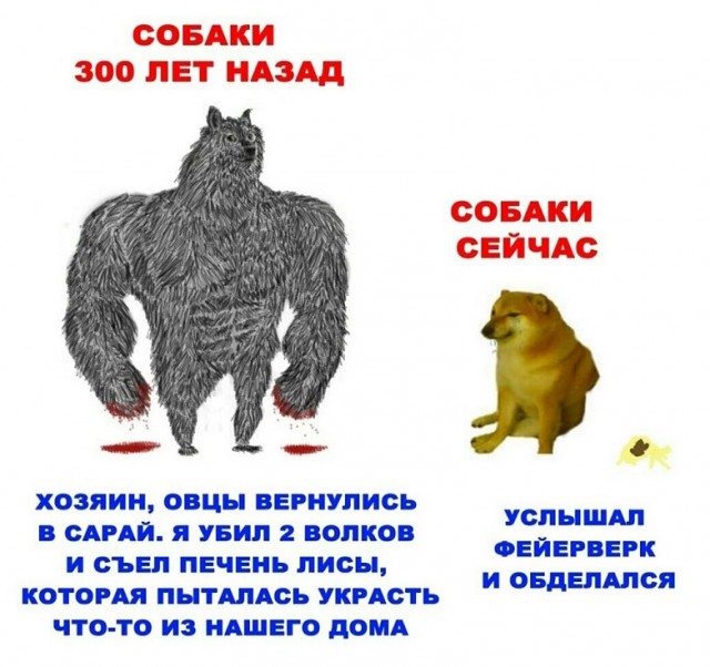 Собаки раньше и сейчас мем Картинки с надписями и всякие жизненные фразы 4.01.21 - ЯПлакалъ