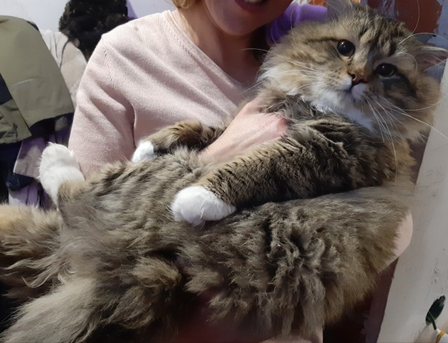 Котовторник. Добавляйте своих