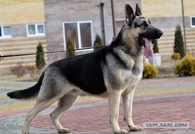 Моя Арина, флэт (к собакочетвергу)