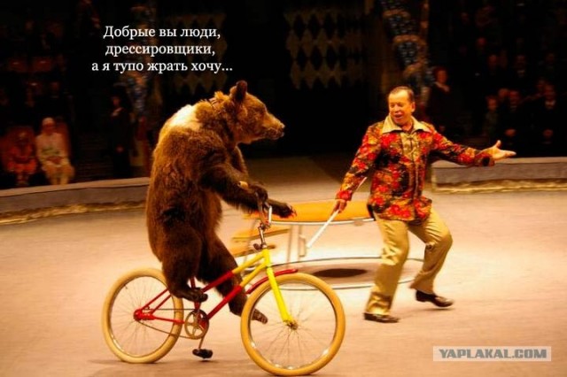 Ворон встал на крыло