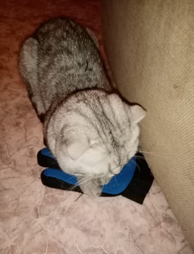 Вторник-кото