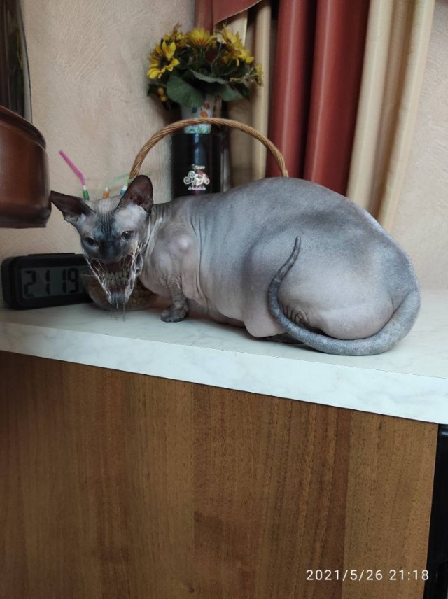 Сатана, а не кот