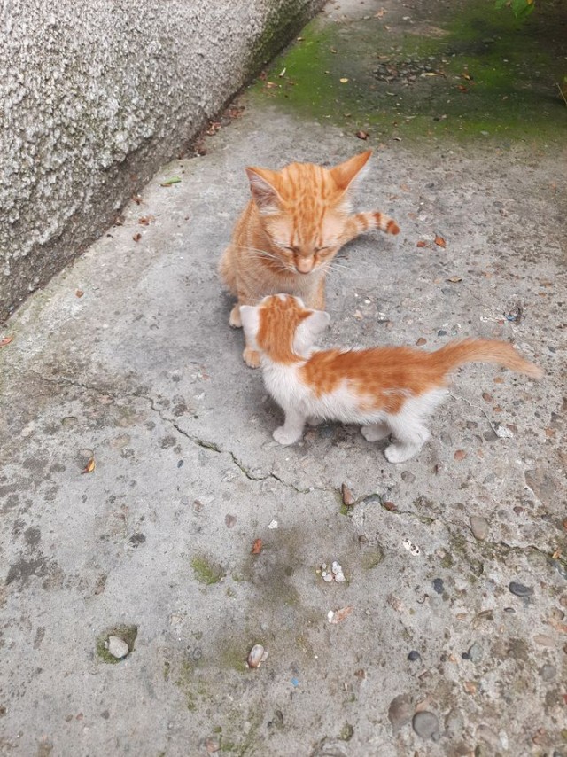 Дурному котёнку 22 км не крюк