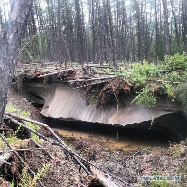 Российские леса постоянно горят, но их биомасса рекордно выросла. Как так вышло и что из этого следует?