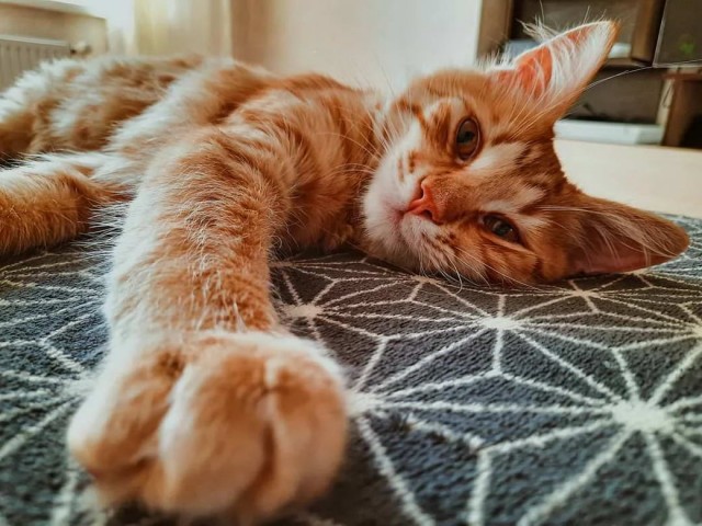 Разные котики