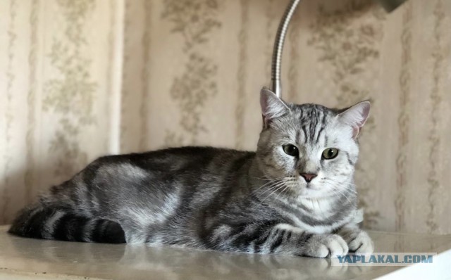 Мой самый первый КОТовторник!