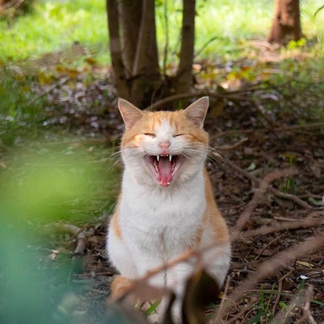 Процесс зевания котичка поэтапно: