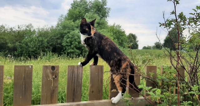 Ура! Котовторник.