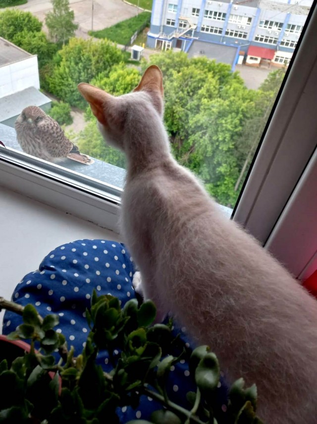 Ура! Котовторник.