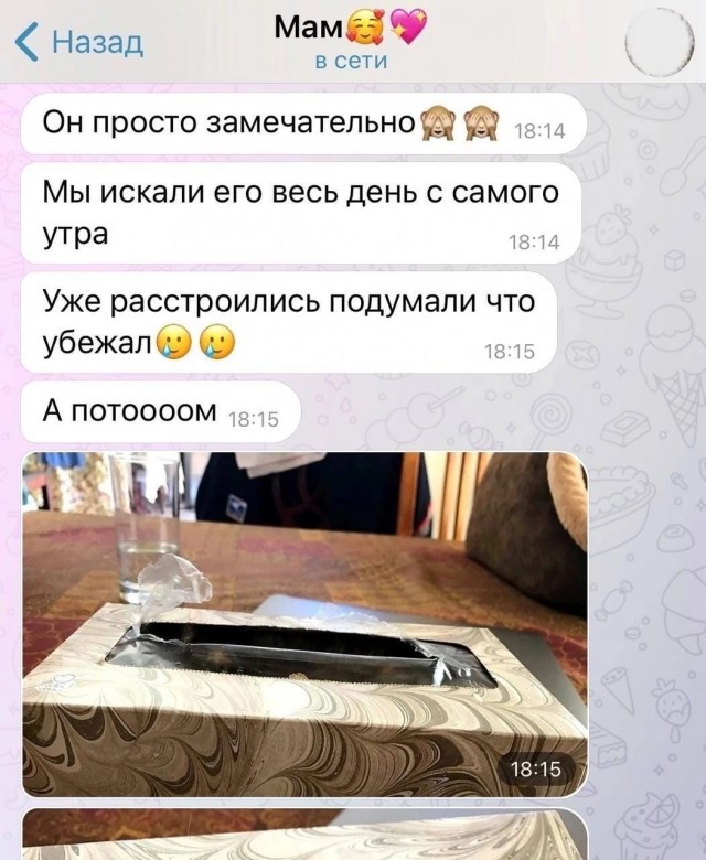 Покупаешь коту дорогую и красивую "лежанку", а он...