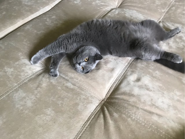 К котовторнику