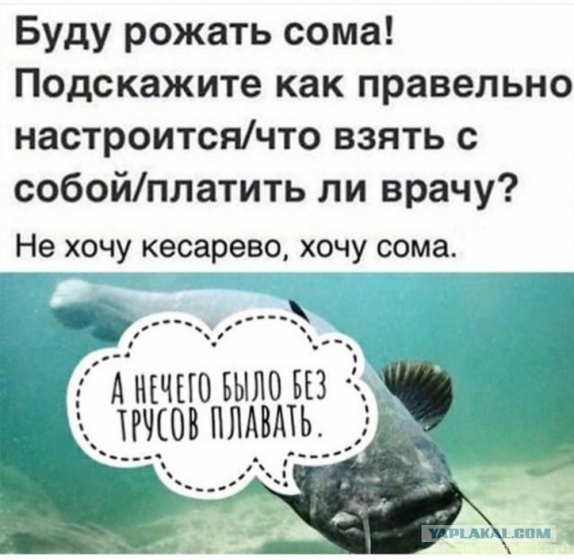 Сомоеды