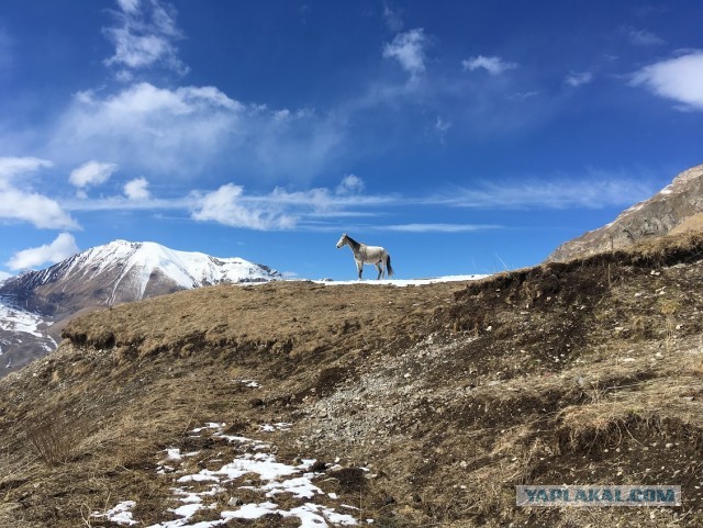 Кто подстерегает путников на Кавказе. Очень подозрительные личности!