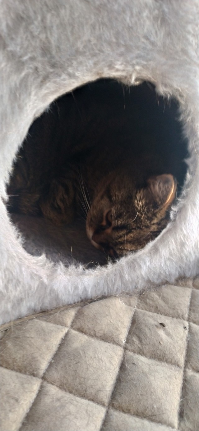 Почему грустят котики?