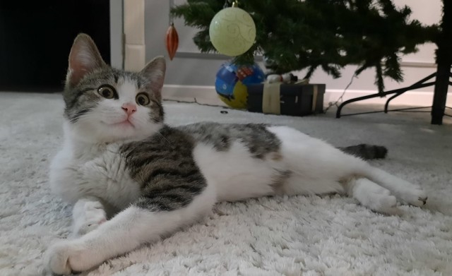 Начинаем котовторник.