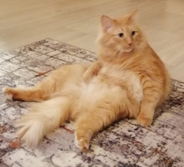 Котовторнику посвящается