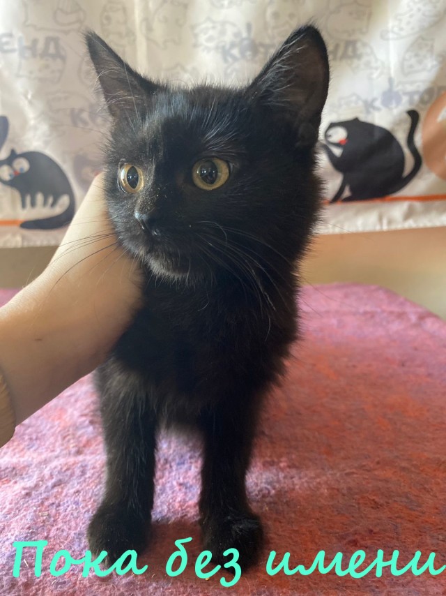 Жизнь домашнего приюта "Котоленд" 379