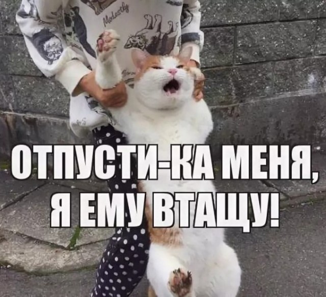 Суд в России запретил коту заходить в одну из комнат в квартире
