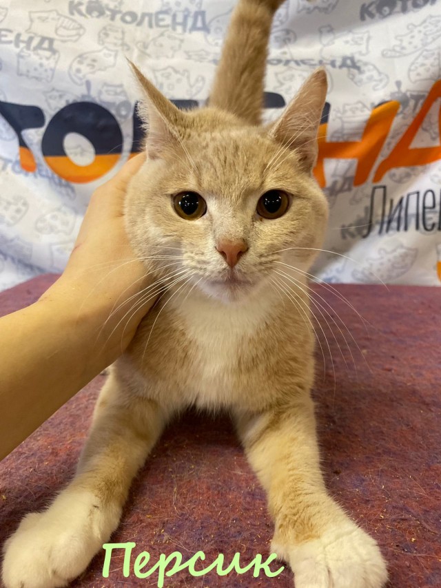 Жизнь домашнего приюта "Котоленд" 384