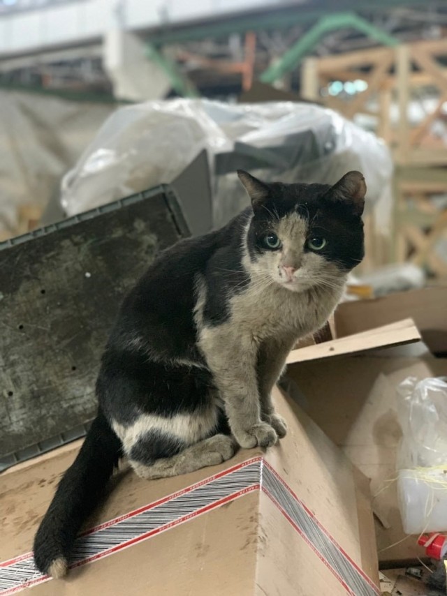 Коты пролетарии