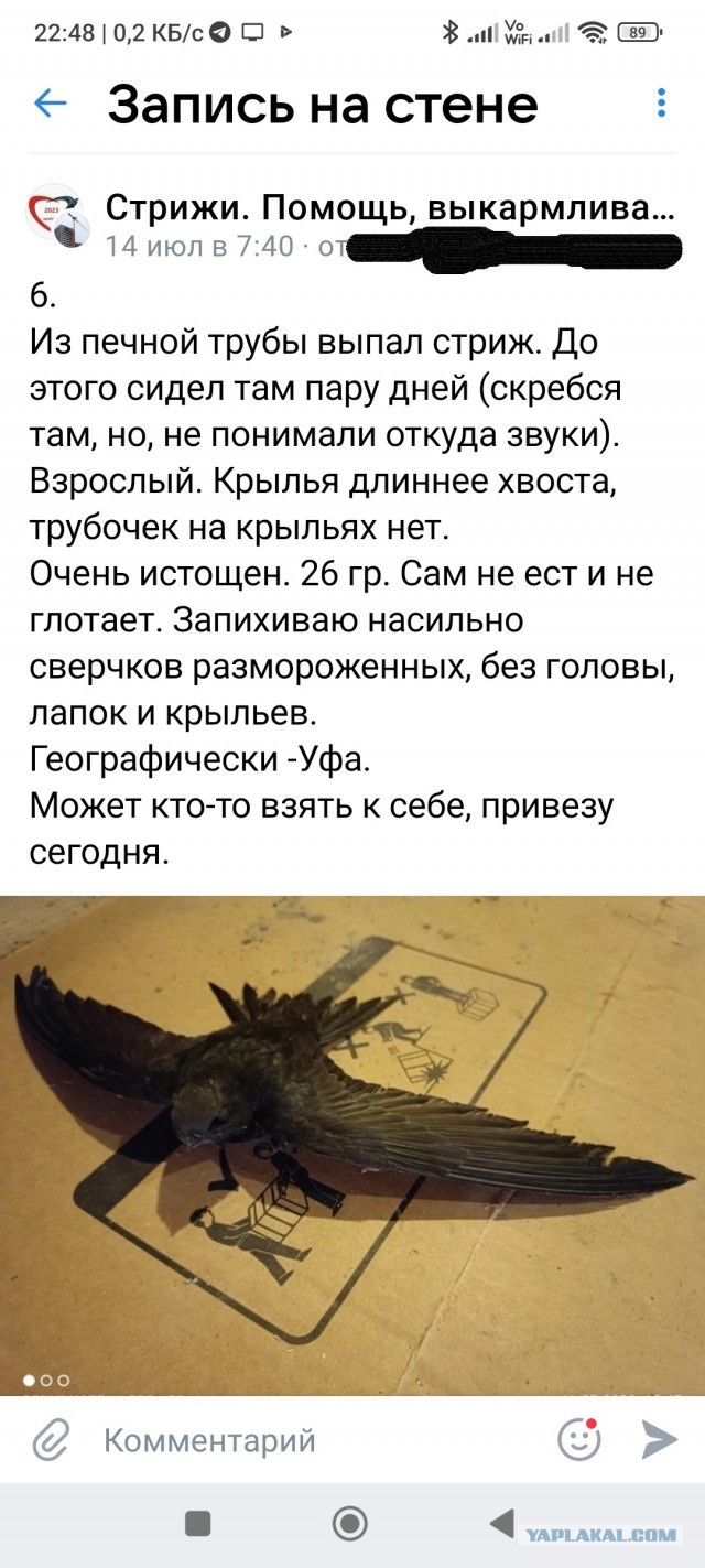 Стрижинка Чернушка. Долгий путь на юг Африки